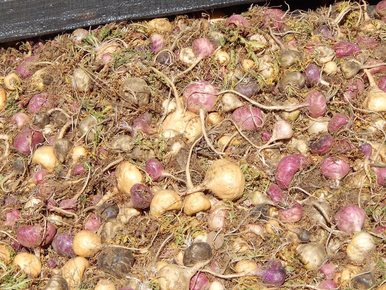 Maca is a powerful rugged root