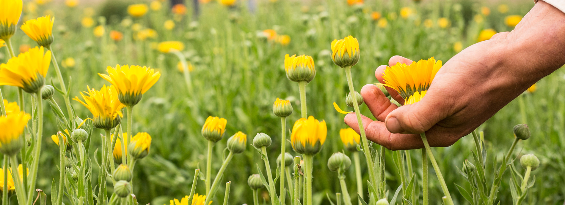 Calendula being harvested by hand